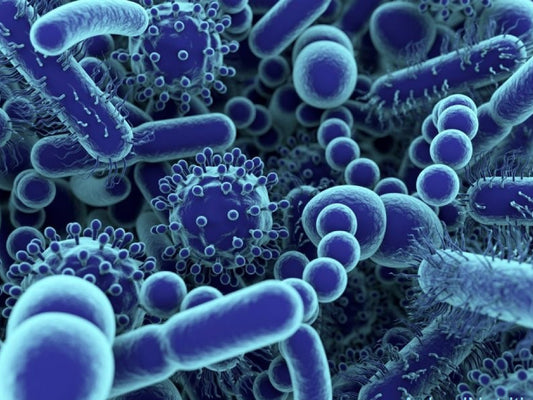 The Effect of Probiotics on Animal Health