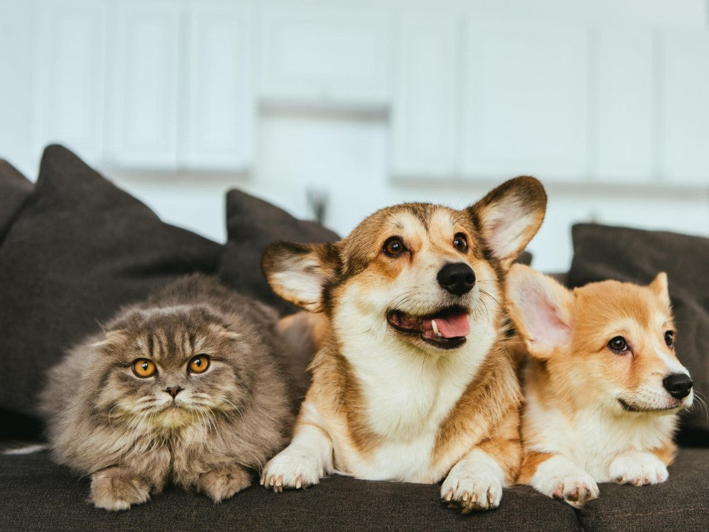 Can dogs eat cat food? Can cats eat dog food?