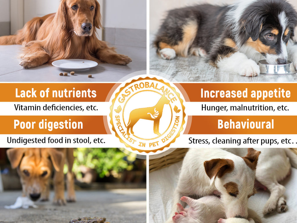 How to stop my lovely dog eating poop?