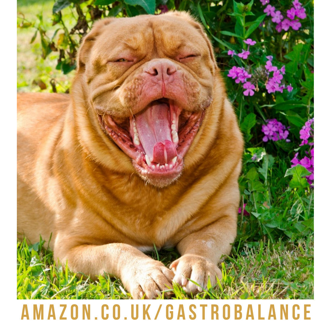 Summer? Monitor your pooch’s water intake !