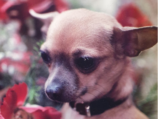 How many chihuahua coat colours are there?