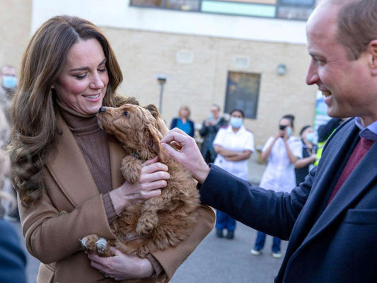 5 things your dogs wishes you knew about picking him up