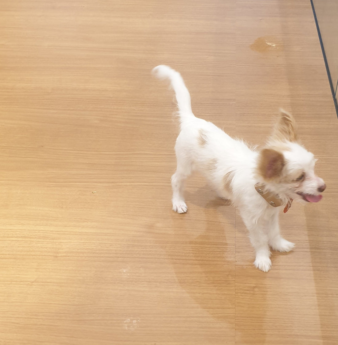 Can puppies get constipation? Definitely, yes!