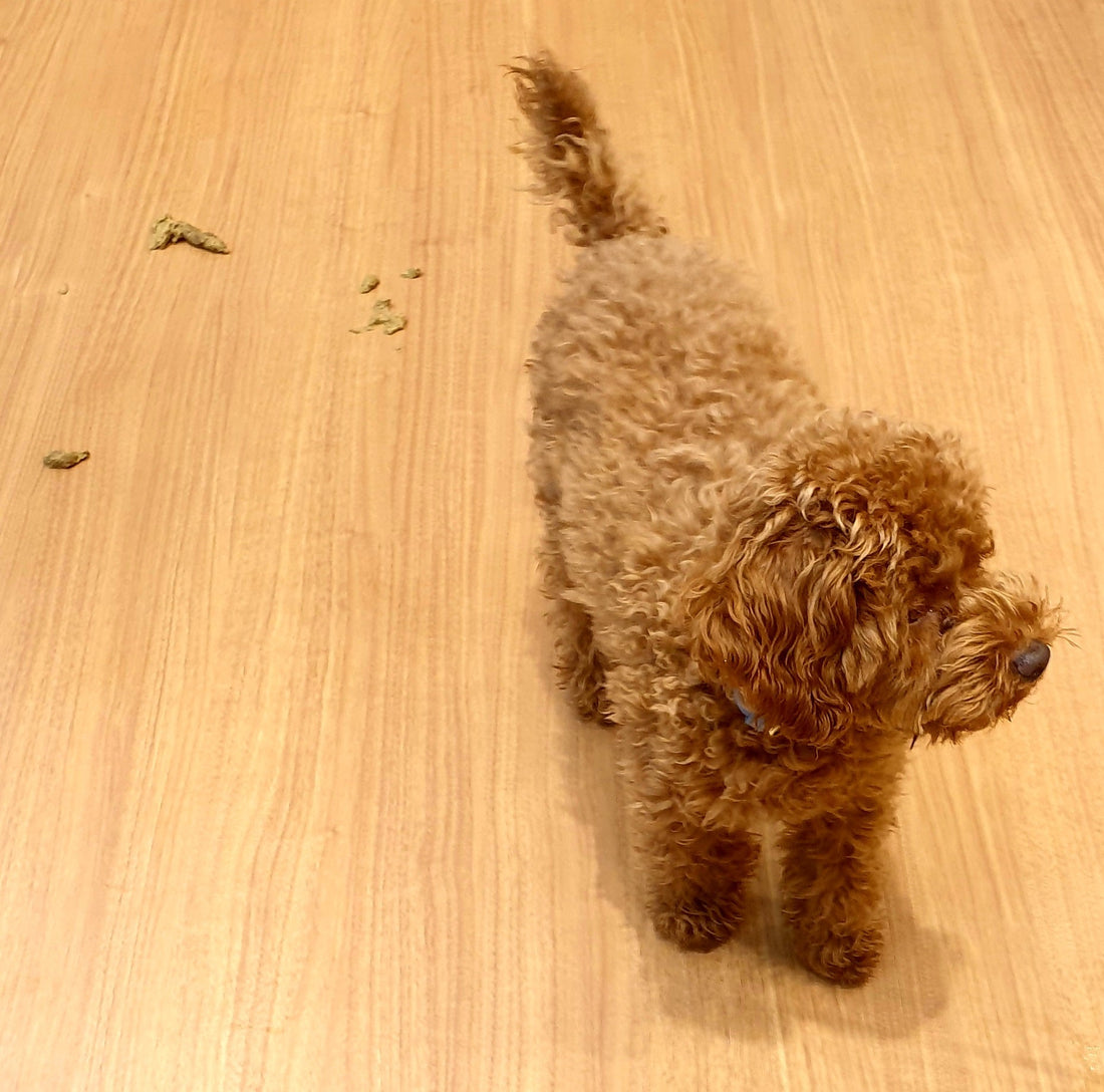 Puppy Diarrhoea : What Every Pet Owner Should Know
