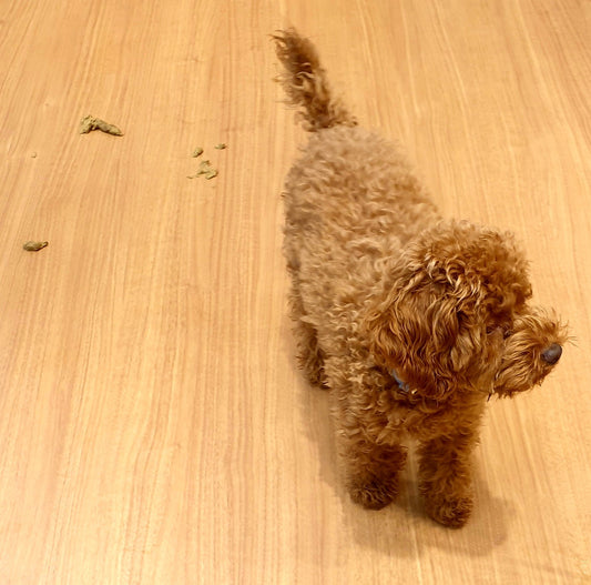 Puppy Diarrhoea : What Every Pet Owner Should Know