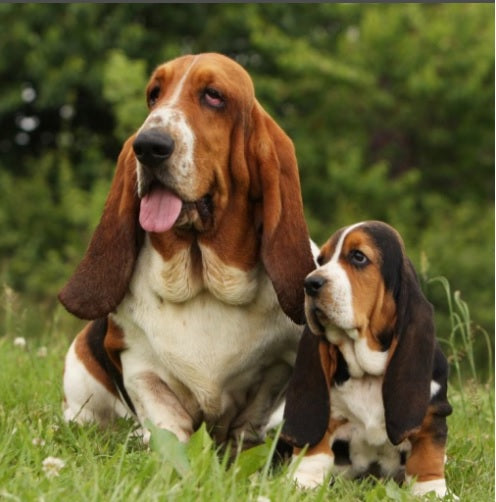 Decoding Coprophagia: Why Your Dog Eats Poop and What to Do