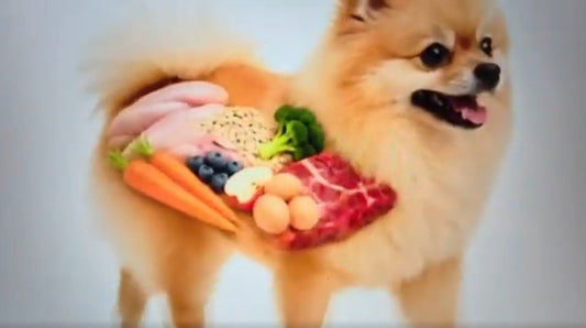 When your dog’s tummy isn’t right, you know before anyone else...