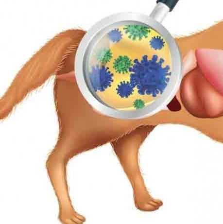 Happy Tummies: Healthy Foods That Boost Your Dog’s Digestion