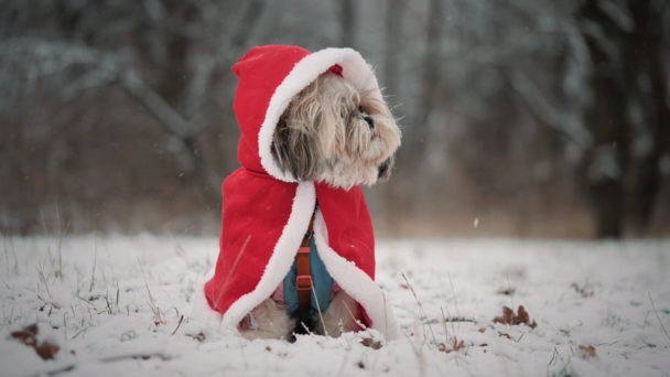 Cold Weather Constipation in Dogs: What Owners Should Know