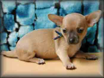 From Worry to Relief: A Dog Mom’s Guide to Puppy Constipation