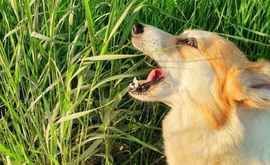 Grass Munching: More Than Just a Dog Tummy Thing