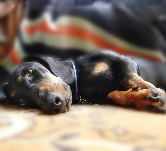 More Than Just an Upset Tummy Understanding Diarrhea in Your Aging Dog