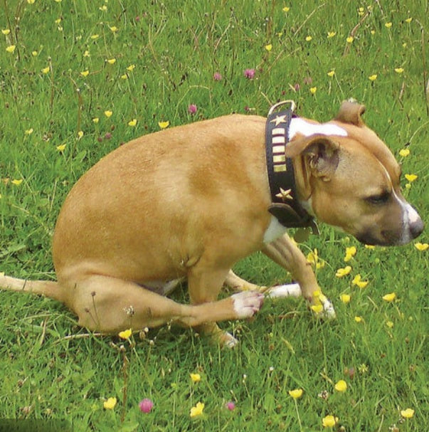 Senior Dogs & Gland Health: Key Changes and Warning Signs
