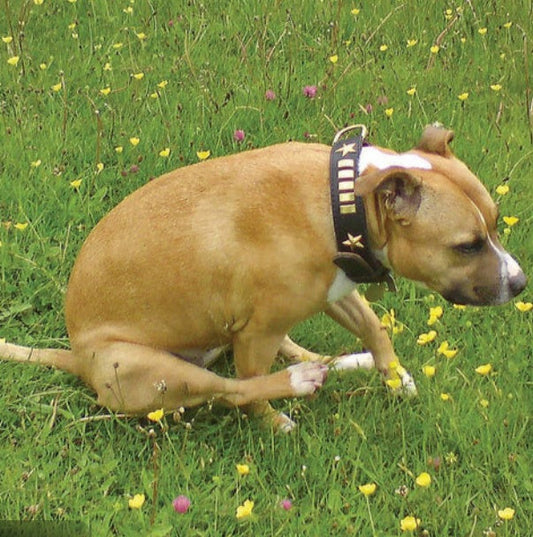 Senior Dogs & Gland Health: Key Changes and Warning Signs