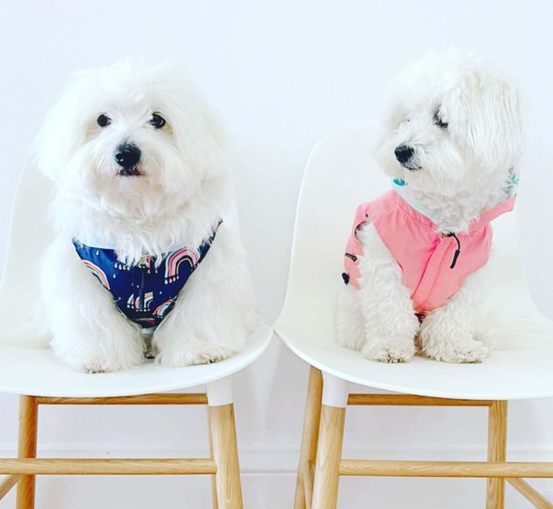 Dog Constipation: Are Female Dogs at Higher Risk?