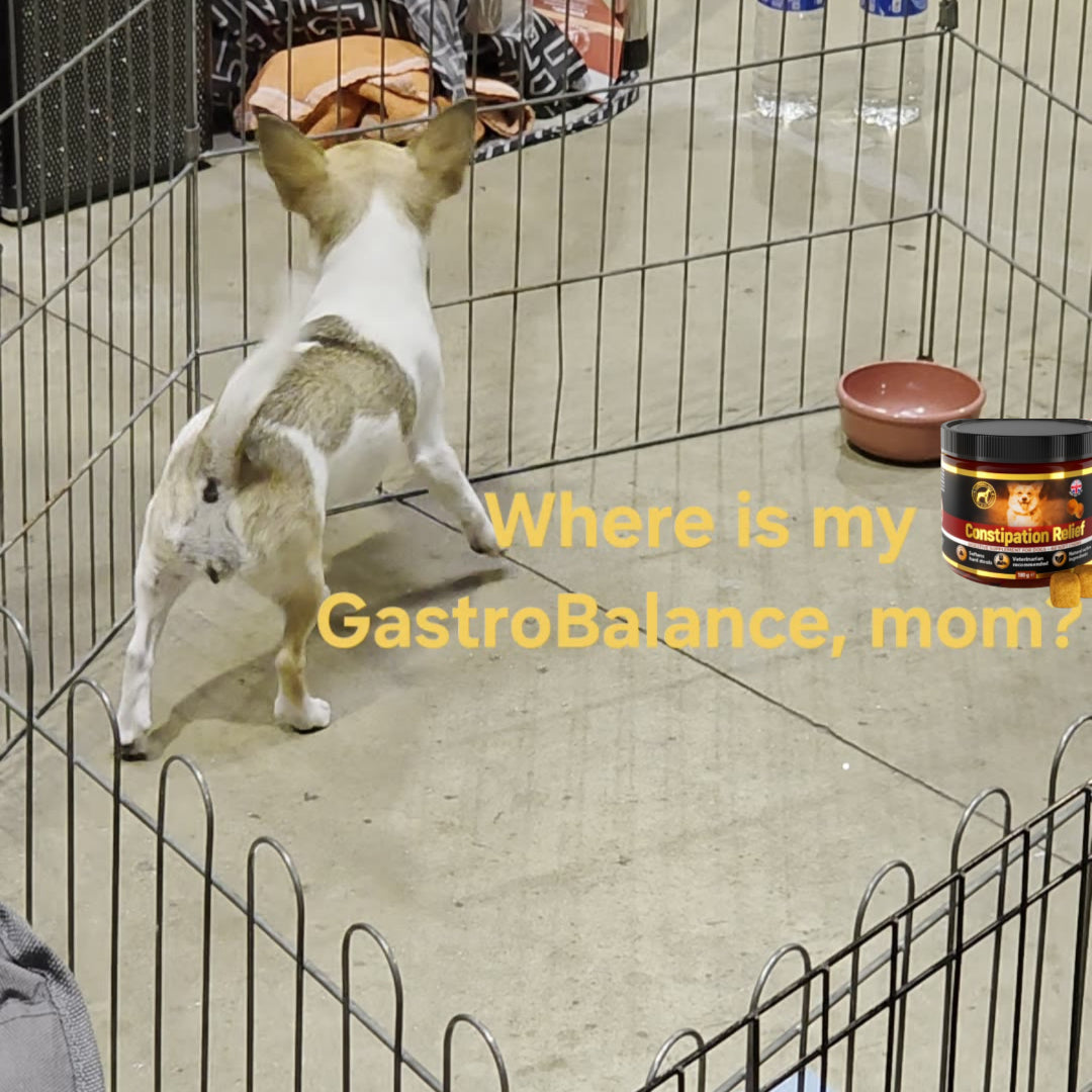 Dog Constipation Treatment: Keeping Buddy Regular and His Bottom Out of Trouble! 🐶