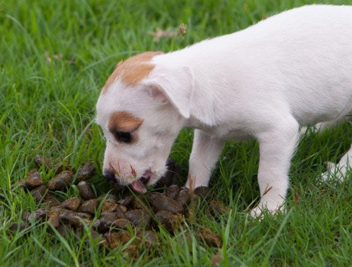 Why Coprophagia Remains a Mystery