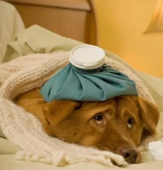 Our "Healthy Aging” Toolkit for Senior Dogs