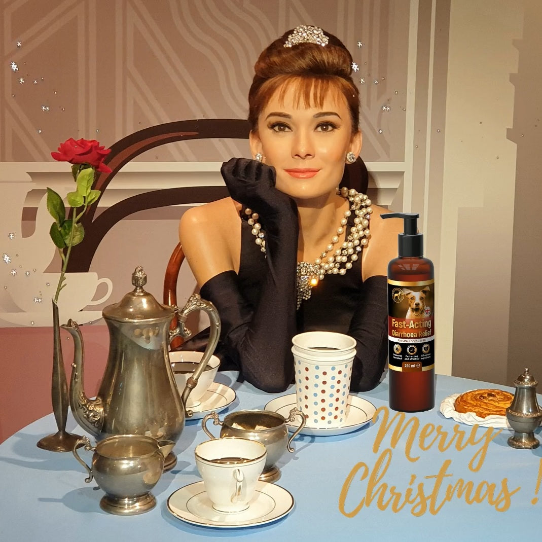 Merry Christmas to you and your lovely dog !