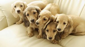 Common Reasons for Constipation in Puppies