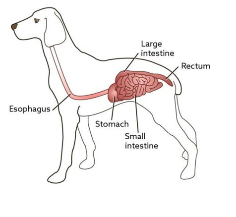 Senior Dog Diarrhea: Warning Signs You Shouldn’t Ignore
