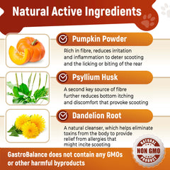 Effective dog scoot treatment Natural remedy for itching dogs